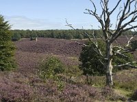 NL, Gelderland, Rheden, Rhedensche Heide 5, Saxifraga-Jan van der Straaten